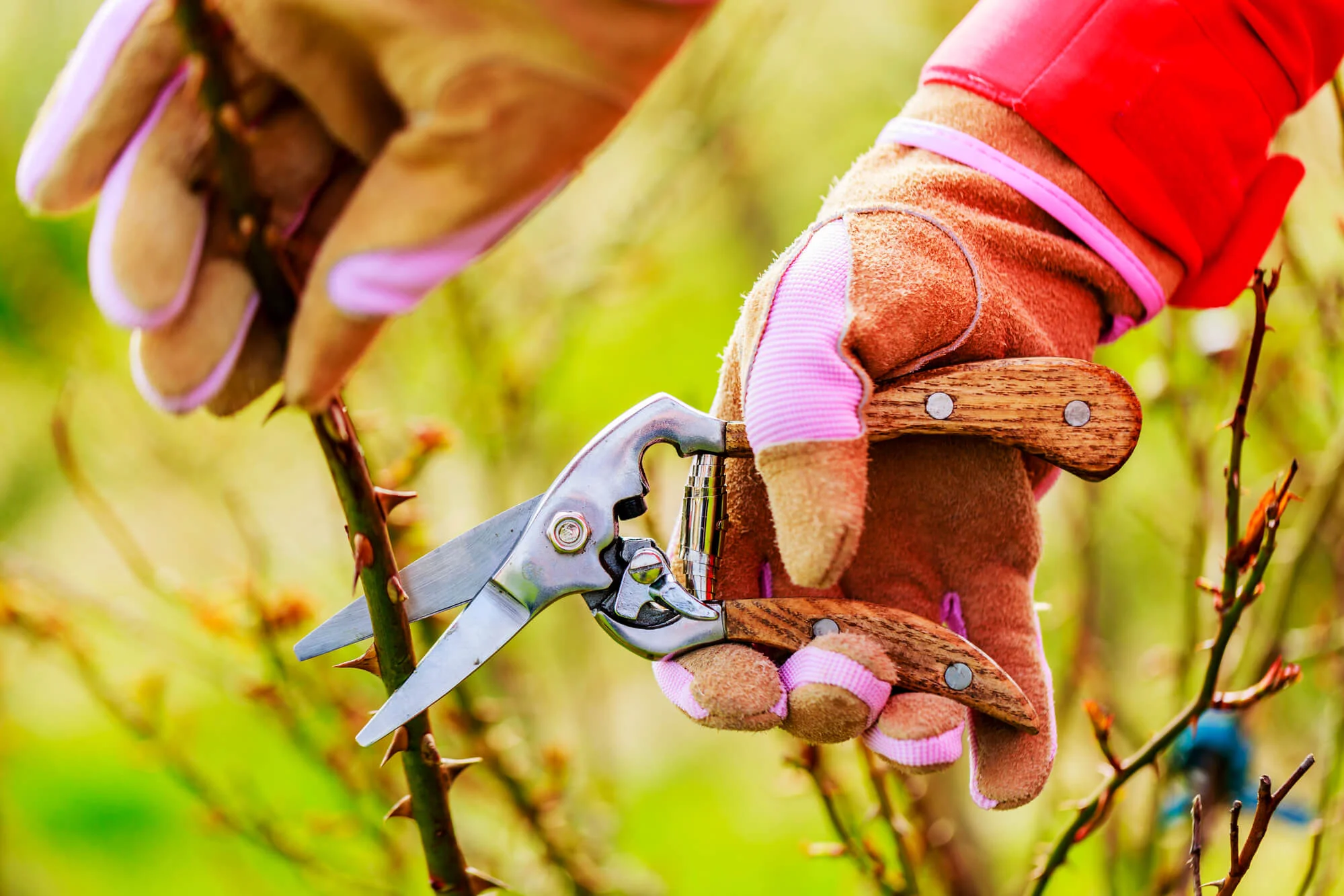 Why Tree Pruning is Essential for Your Home's Safety | Wolf Trees and  Gardens