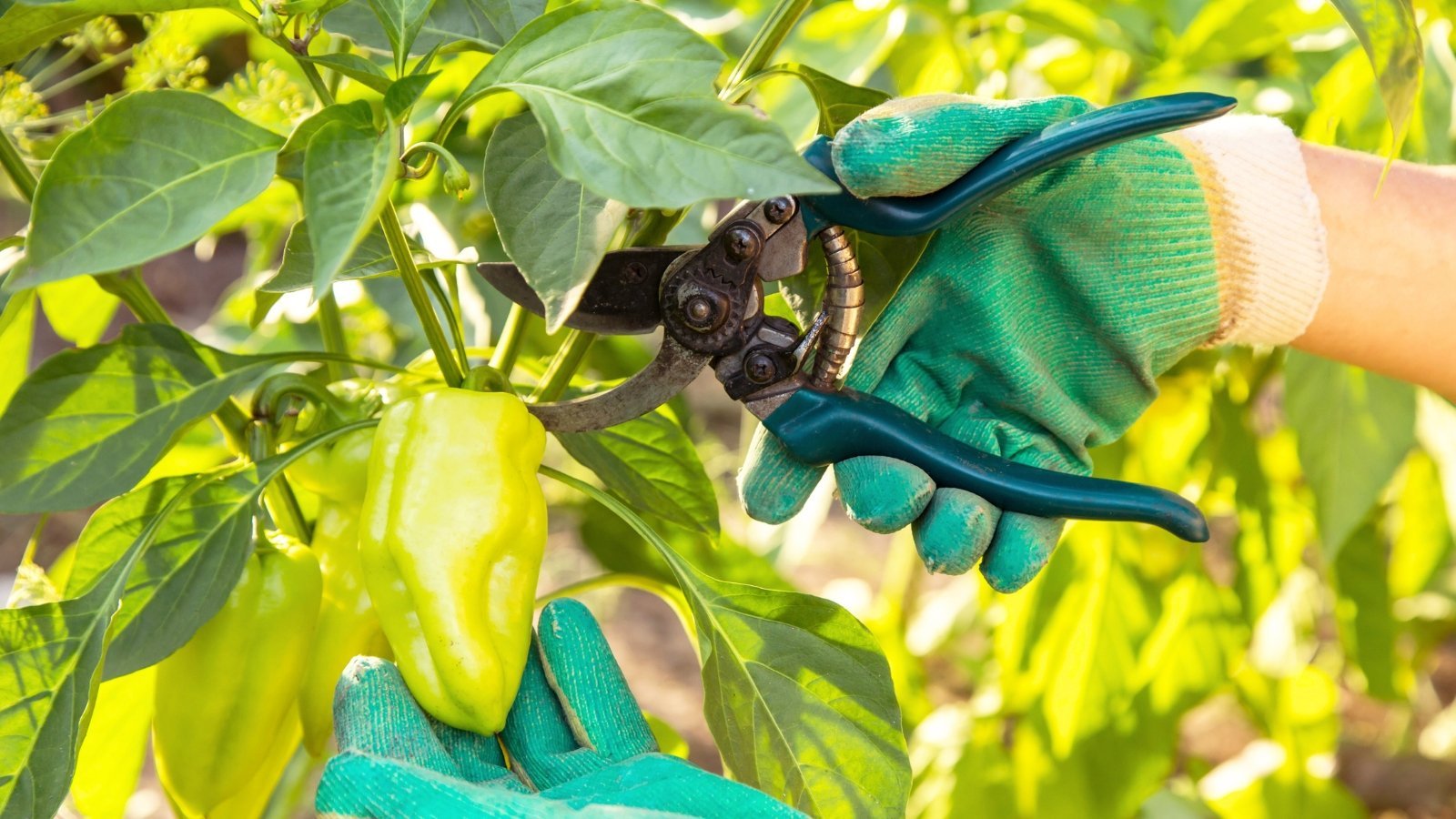 How to Prune Pepper Plants To Increase Your Harvest