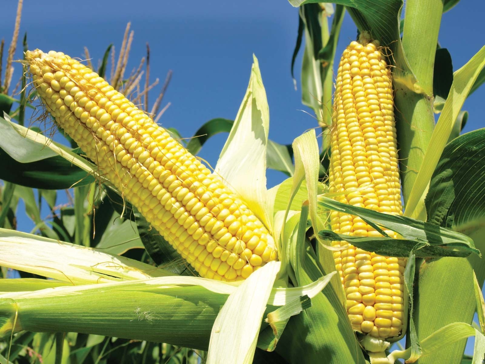 Corn | History, Cultivation, Uses,  Description | Britannica