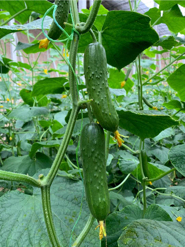 Tomatoes Hate Cucumbers: Secrets Of Companion Planting and Popular Planting Combinations 👇