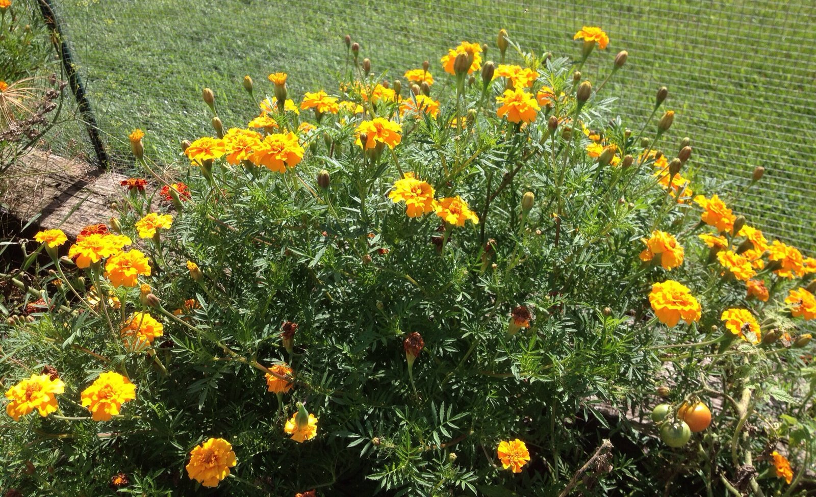 Tomatoes Hate Cucumbers: Secrets Of Companion Planting and Popular Planting Combinations 👇