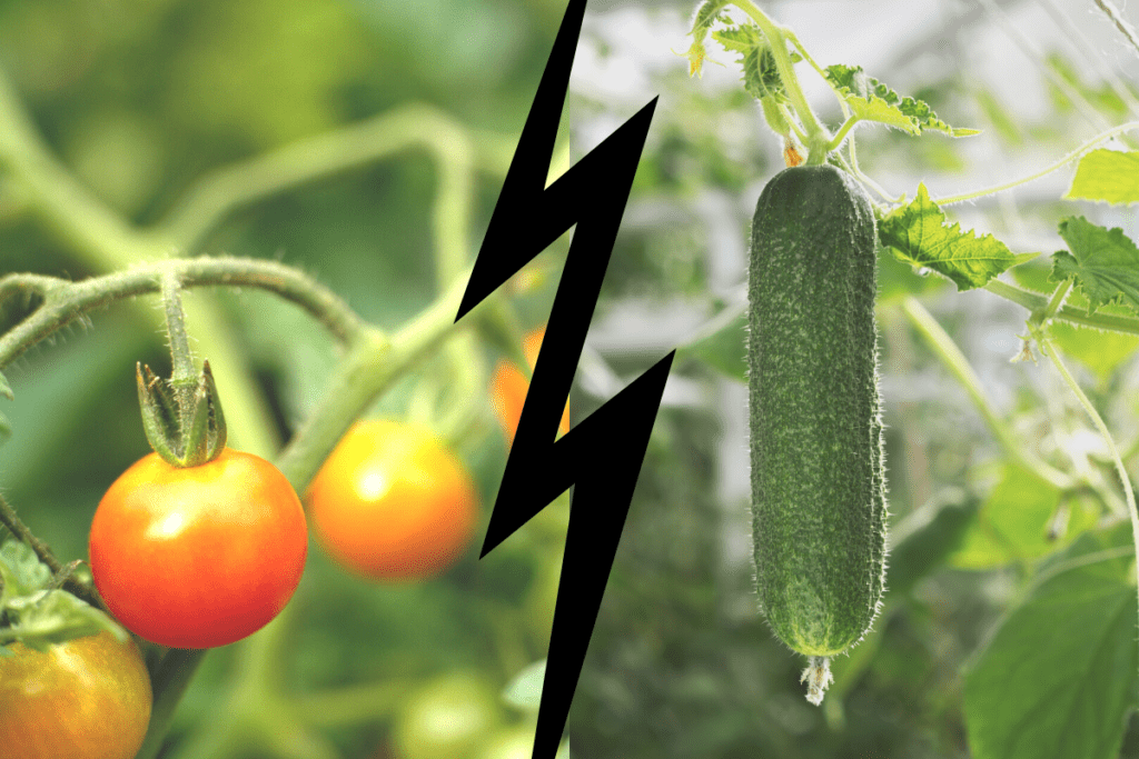 Why should you not plant cucumbers near tomatoes!? - Growing Happy Plants
