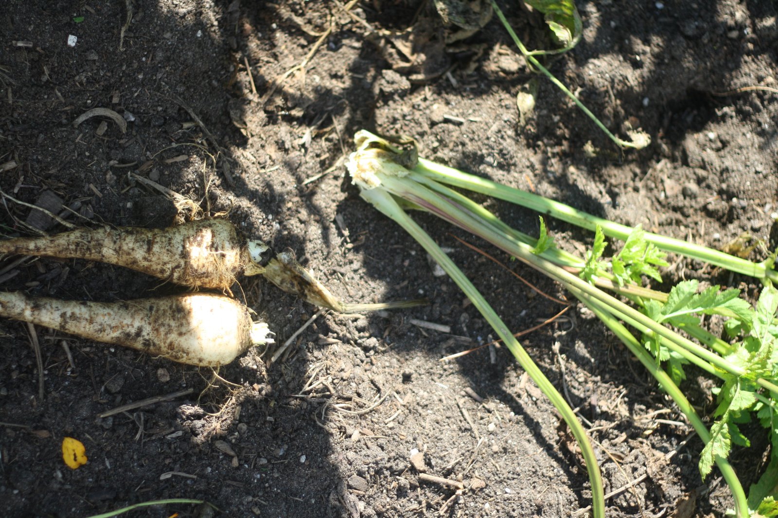 Tomatoes Hate Cucumbers: Secrets Of Companion Planting and Popular Planting Combinations 👇