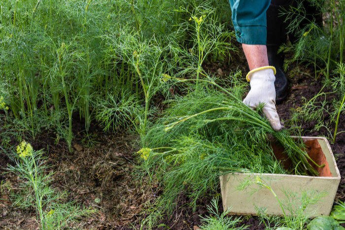Tomatoes Hate Cucumbers: Secrets Of Companion Planting and Popular Planting Combinations 👇