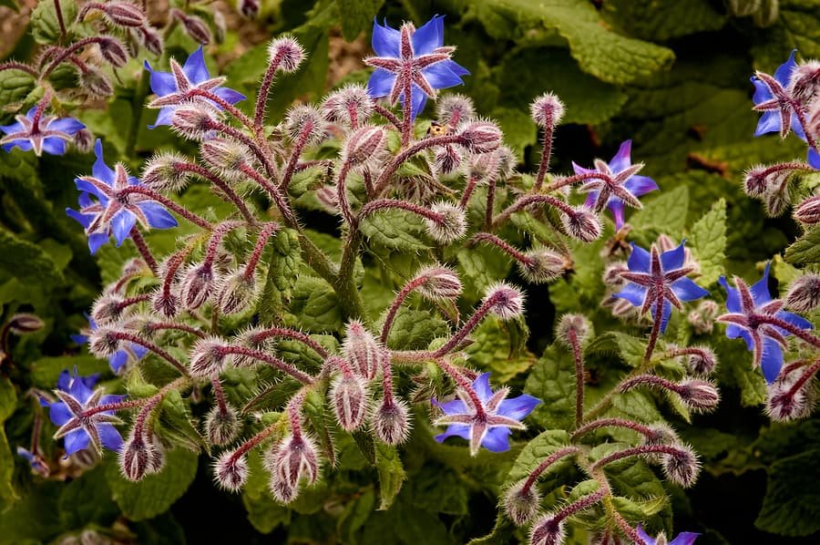 Tomatoes Hate Cucumbers: Secrets Of Companion Planting and Popular Planting Combinations 👇