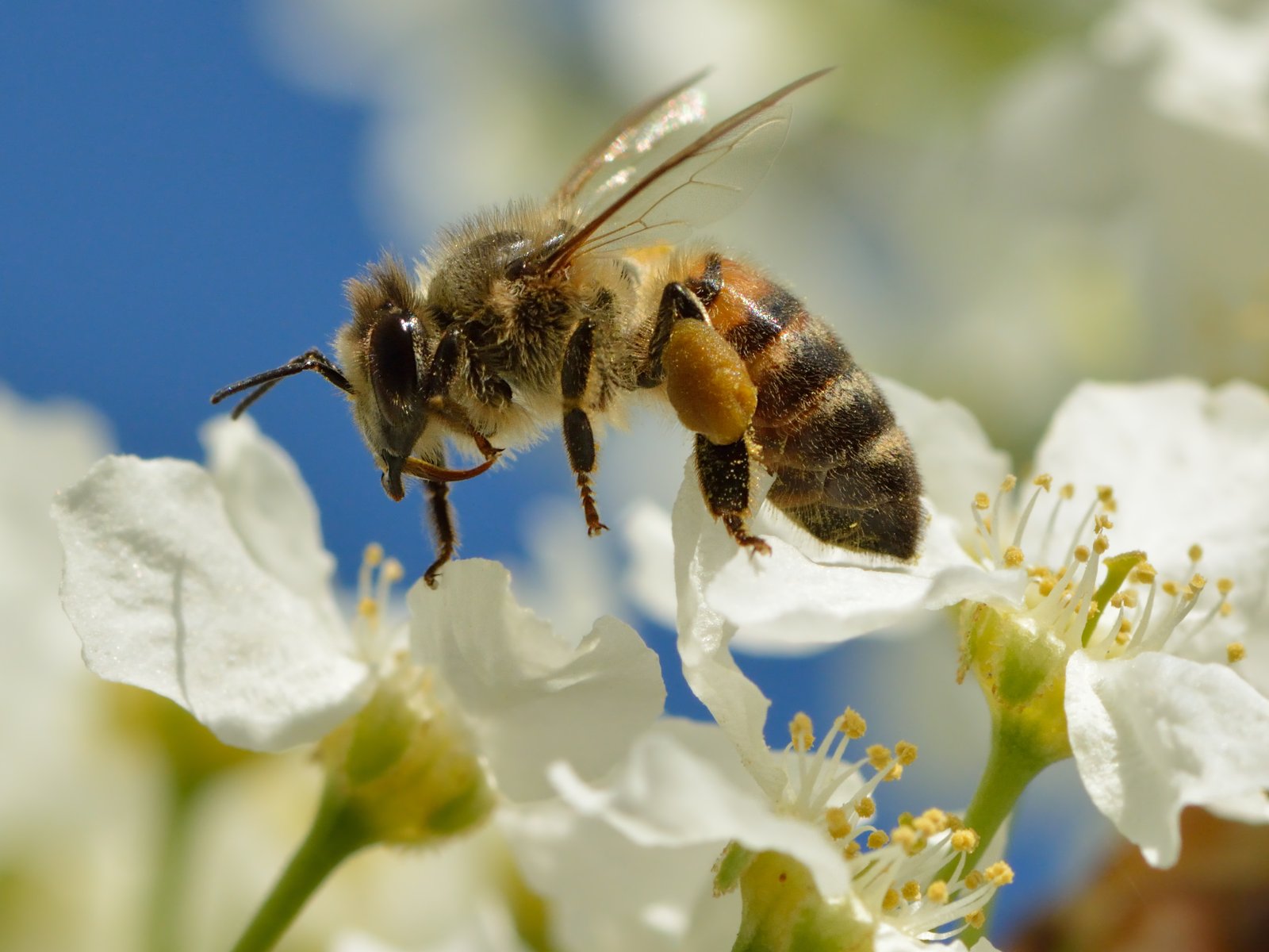 Pollination management - Wikipedia