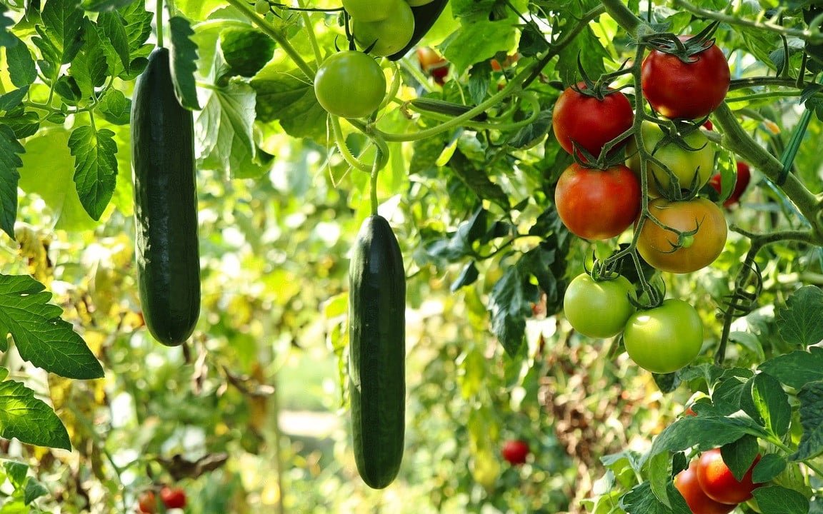 Tomatoes Hate Cucumbers: Secrets Of Companion Planting and Popular Planting Combinations 👇