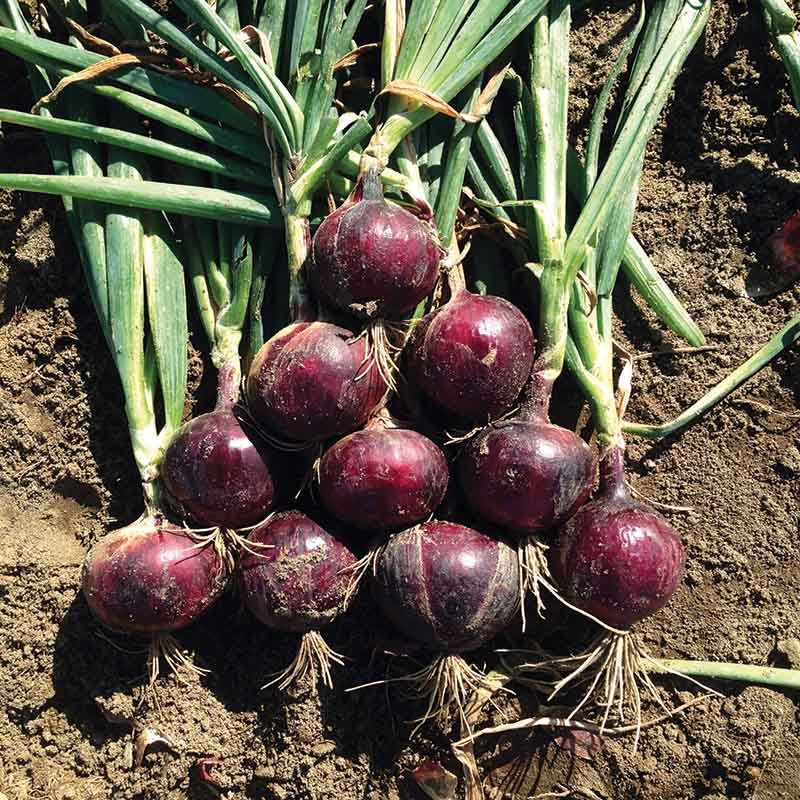 Tomatoes Hate Cucumbers: Secrets Of Companion Planting and Popular Planting Combinations 👇