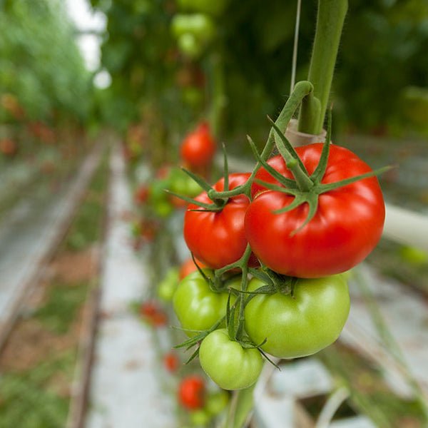Tomatoes Hate Cucumbers: Secrets Of Companion Planting and Popular Planting Combinations 👇
