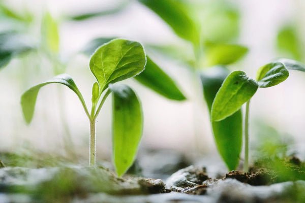 How to Make Plants Grow Faster: A Complete Guide – Nursery Kart