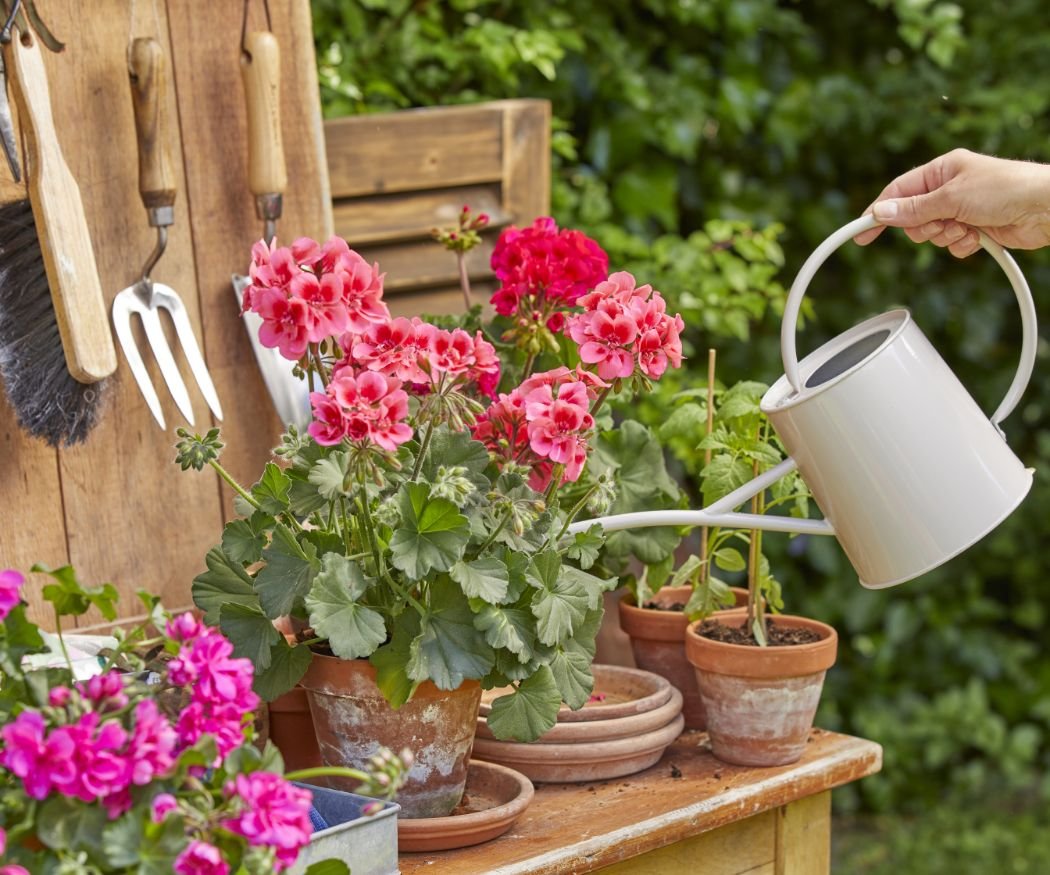 Maximum flower power all summer long. Care tips for geranium lovers. › My  Geranium