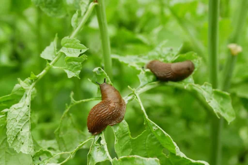 Does Talcum Powder Deter Slugs? What You Need To Know – Small Garden Advice