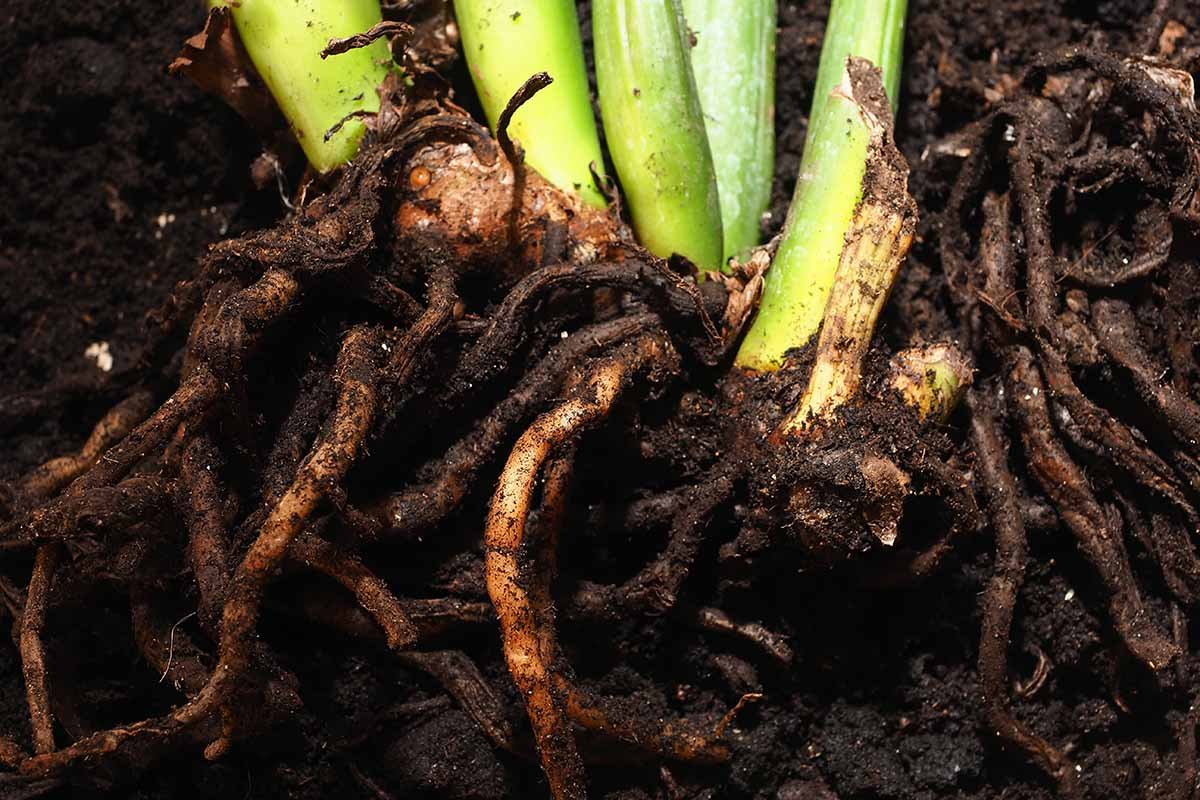How to Prevent and Treat Root Rot in Houseplants