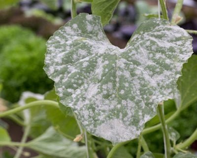 Powdery Mildew Treatment  Prevention (A How-To Guide) | Garden Design
