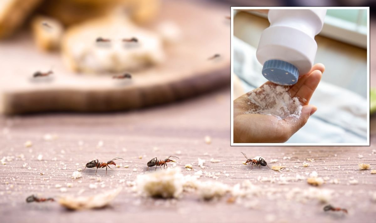 Cleaning: Mrs Hinch fans share 'cheap' trick to keep ants away from homes -  'they hate it' | Express.co.uk