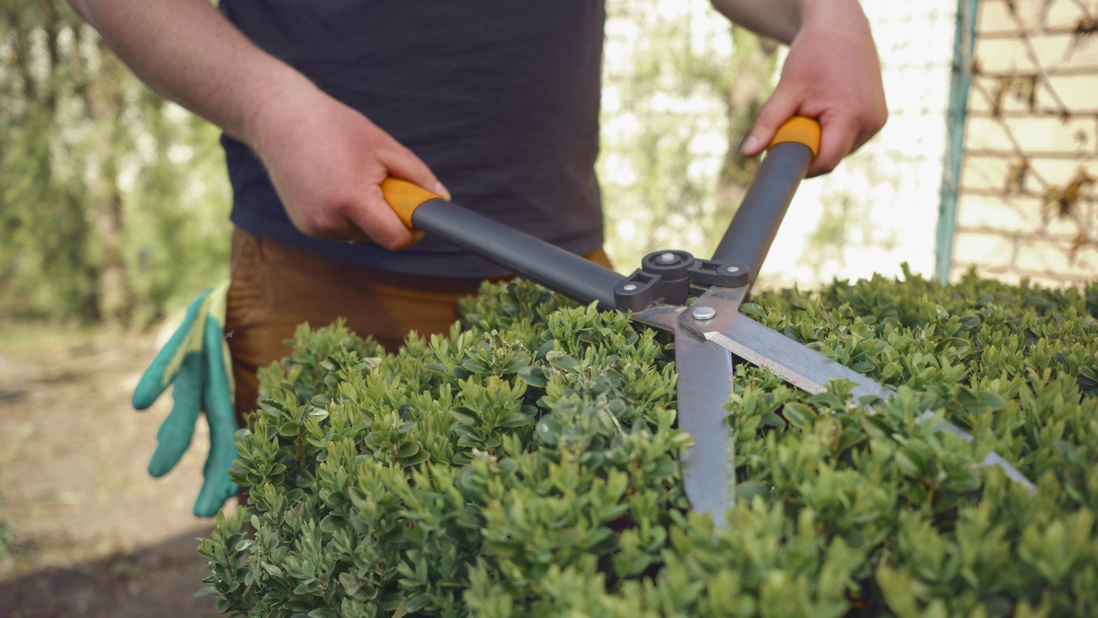 Why You'll Want A Bottle Of Baby Powder Around When Gardening