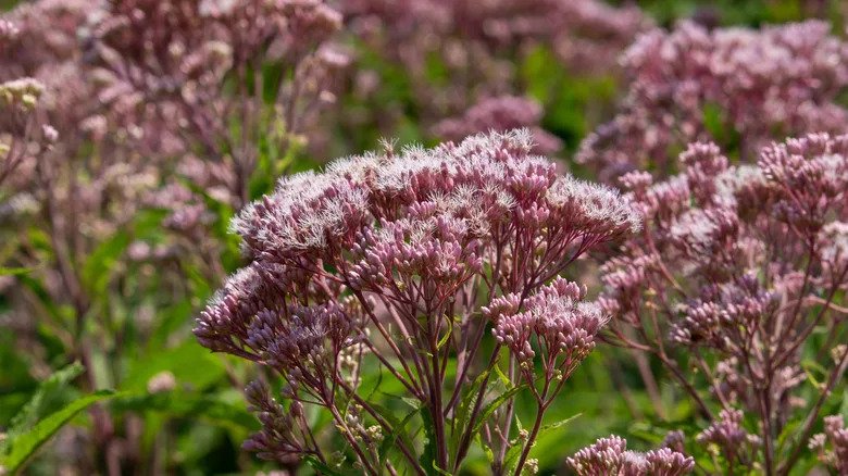 Top Reasons To Consider Planting Sweet Joe Pye Weed In Your Garden