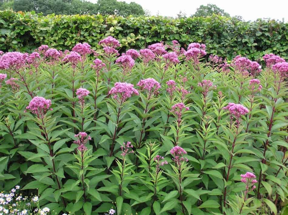 The Ultimate Guide to Joe Pye Weed – What you NEED to know – GrowIt BuildIT