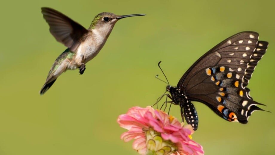 25 Flowers That Attract Hummingbirds and Butterflies
