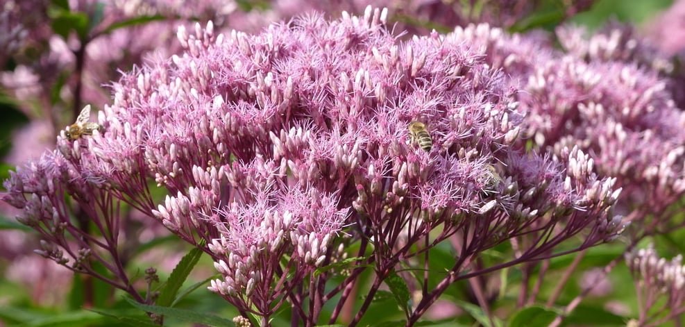 Joe Pye Weed 101: HOW  WHY To Grow This Native Plant! - Bird Watching HQ