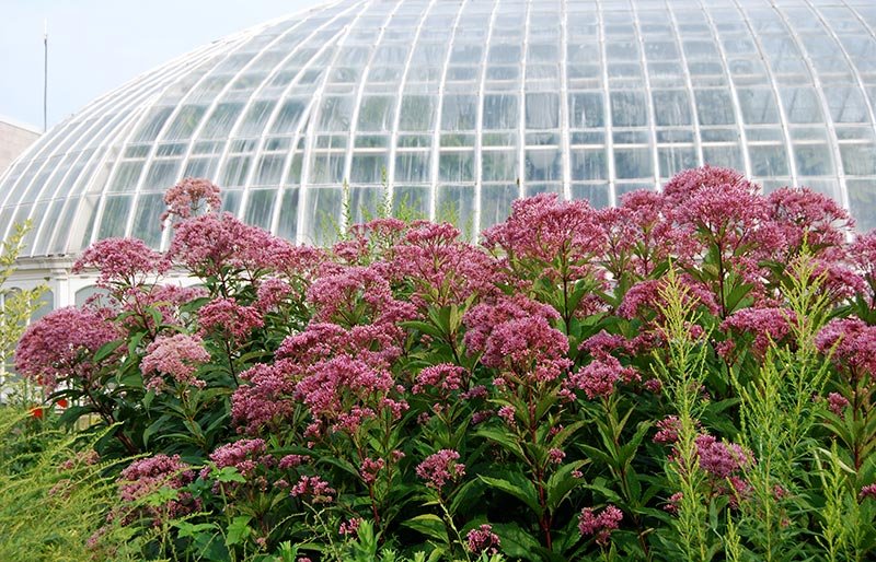 Joe Pye weed adds a stately presence to the fall garden