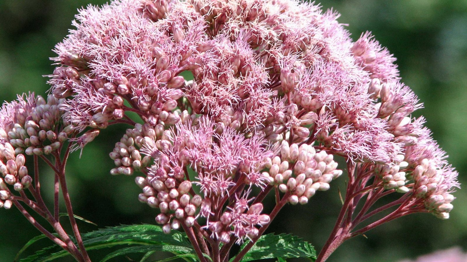 Denville NJ Garden  Landscape Design | Summersweet Design