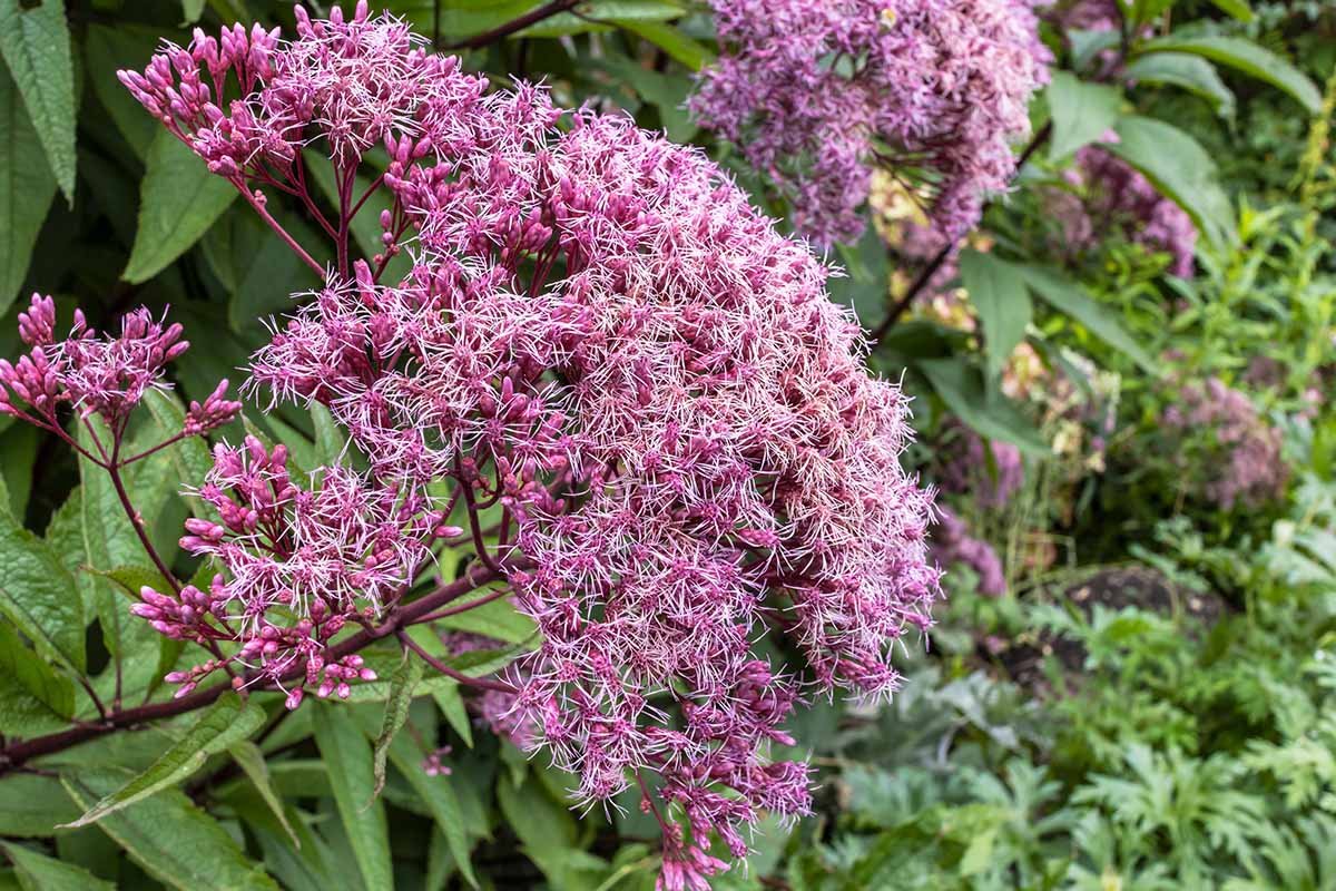 How to Grow and Care for Spotted Joe-Pye Weed