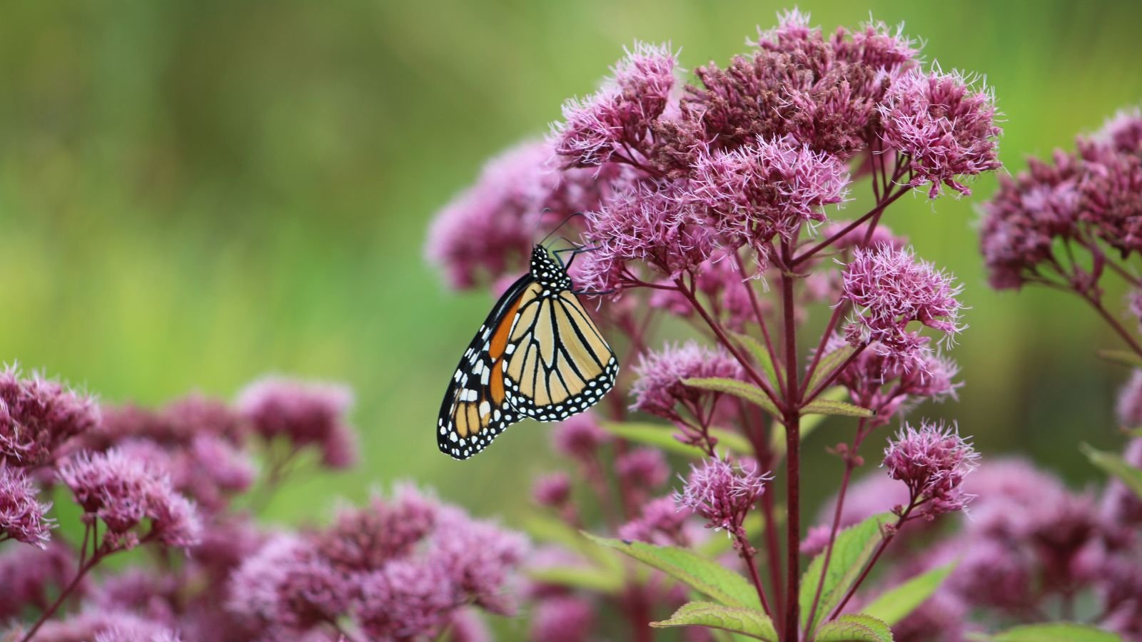 How to Plant, Grow, and Care for Sweet Joe Pye Weed