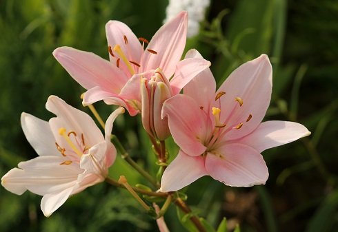 Yard and Garden: Planting Lilies | News