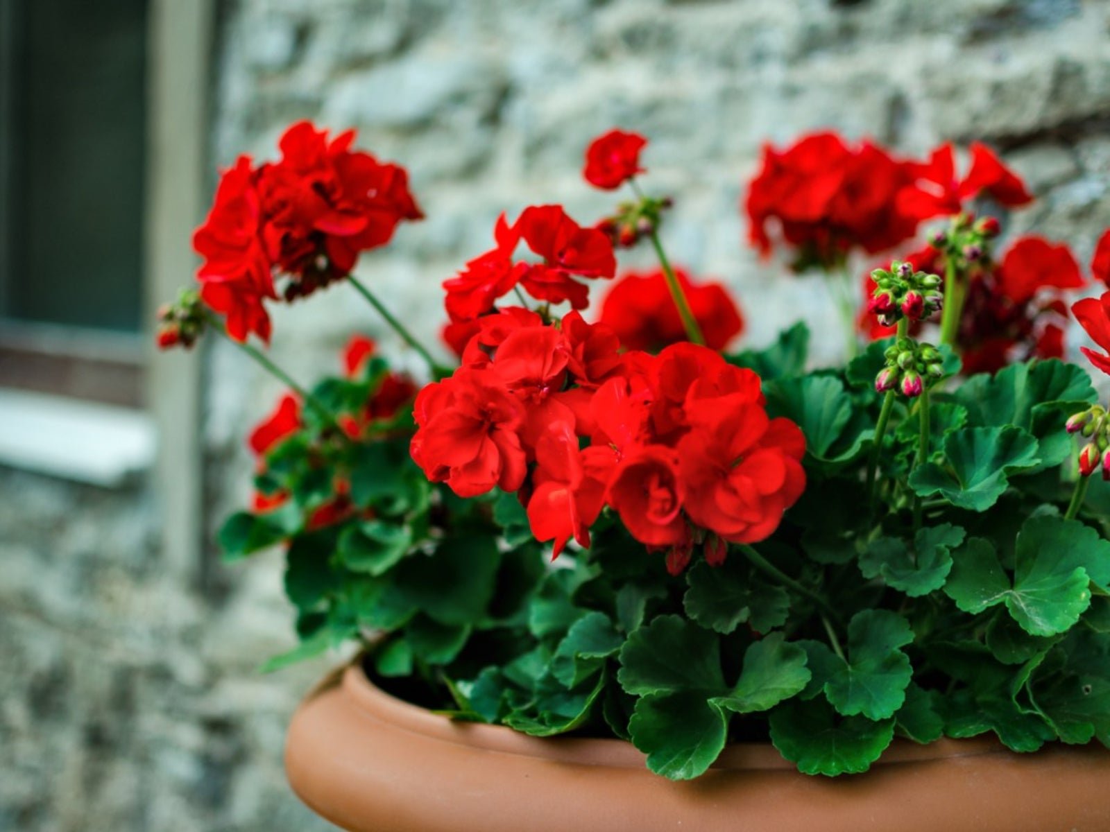 What Not to Plant with Geraniums: Avoid These Poor Companions
