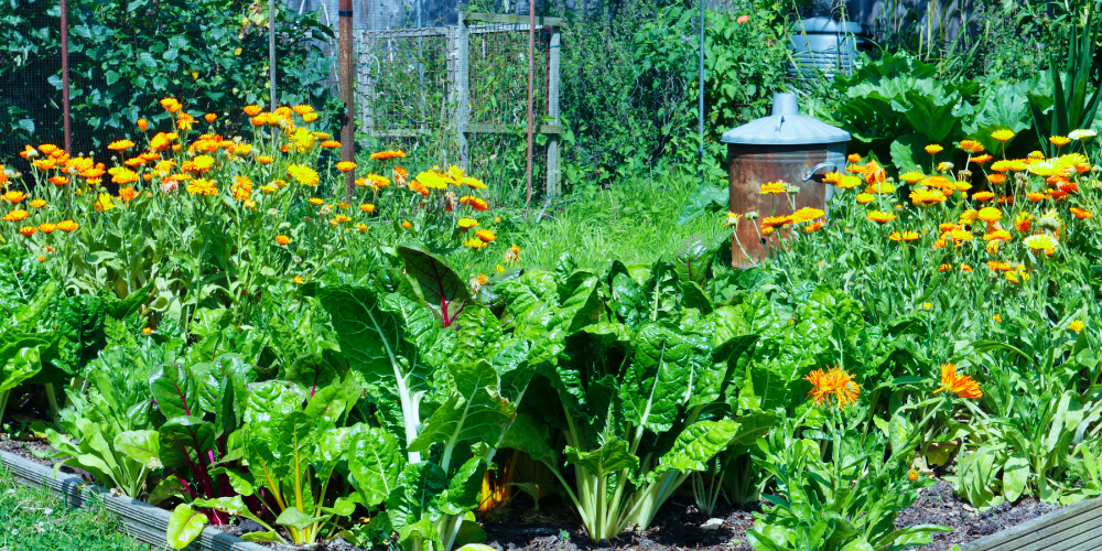 Best Friends Forever: What to Know About Companion Planting in Bettendorf |  Blog | Wallace's Garden Center – wallacegardencenter
