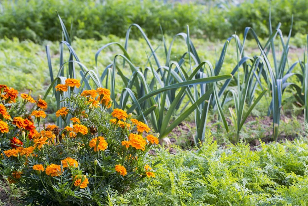 Marigolds Make Amazing Companion Plants - Here's Why You Should Grow Them |  Horticulture Magazine