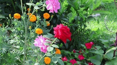 140 Rose Combination Stock Video Footage - 4K and HD Video Clips |  Shutterstock