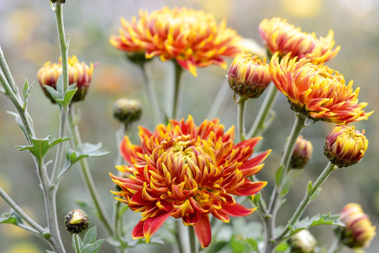 How to propagate chrysanthemums | Gardens Illustrated