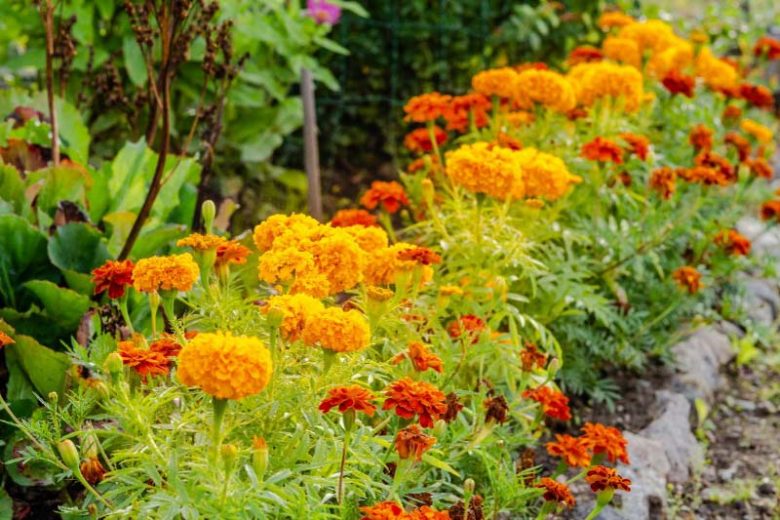 Marigold: How to Grow and Care for Vibrant Flowers All Season
