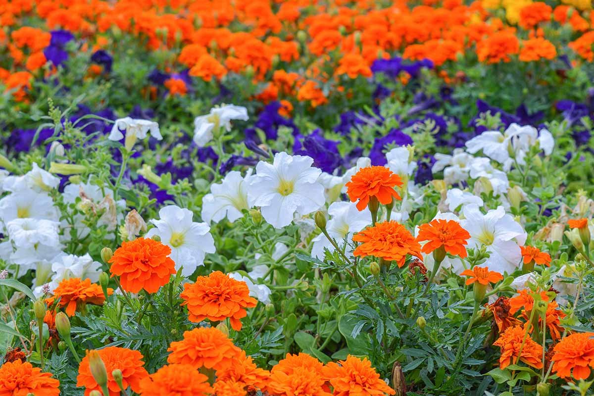 What Are the Different Types of Petunia Plants? | Gardener's Path