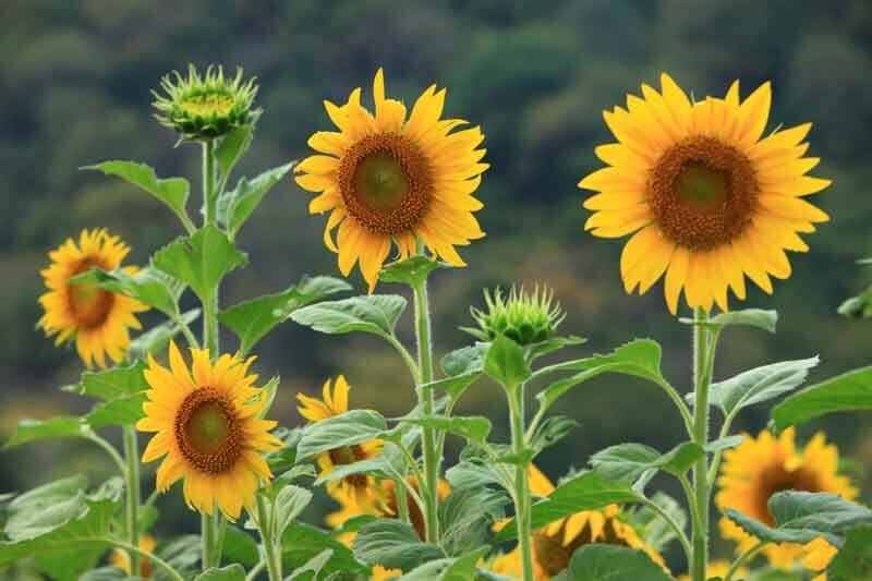 How to Choose the Perfect Sunflower for Your garden and Pots