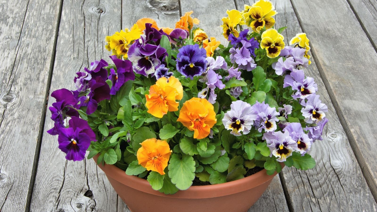 15 Tips For Growing Pansies in Pots or Containers