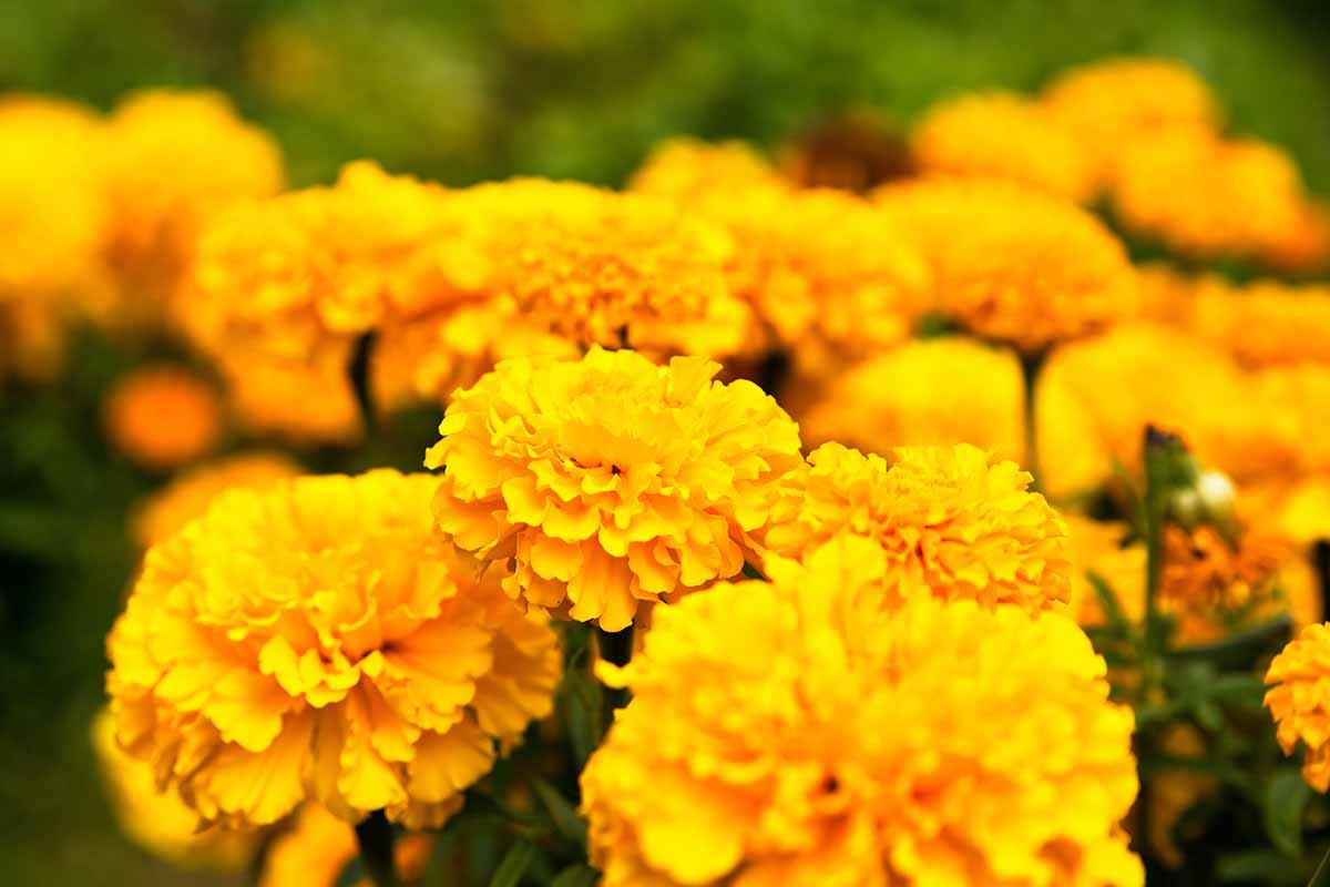 Why Aren't My Marigolds Blooming? 9 Common Causes and Solutions