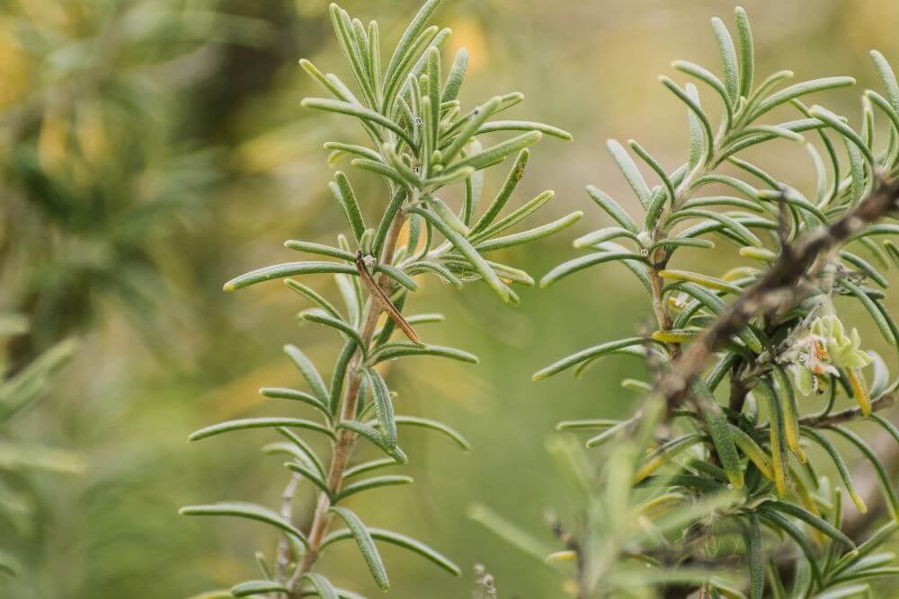 Rosemary Life Cycle Growing: All You Need to Know
