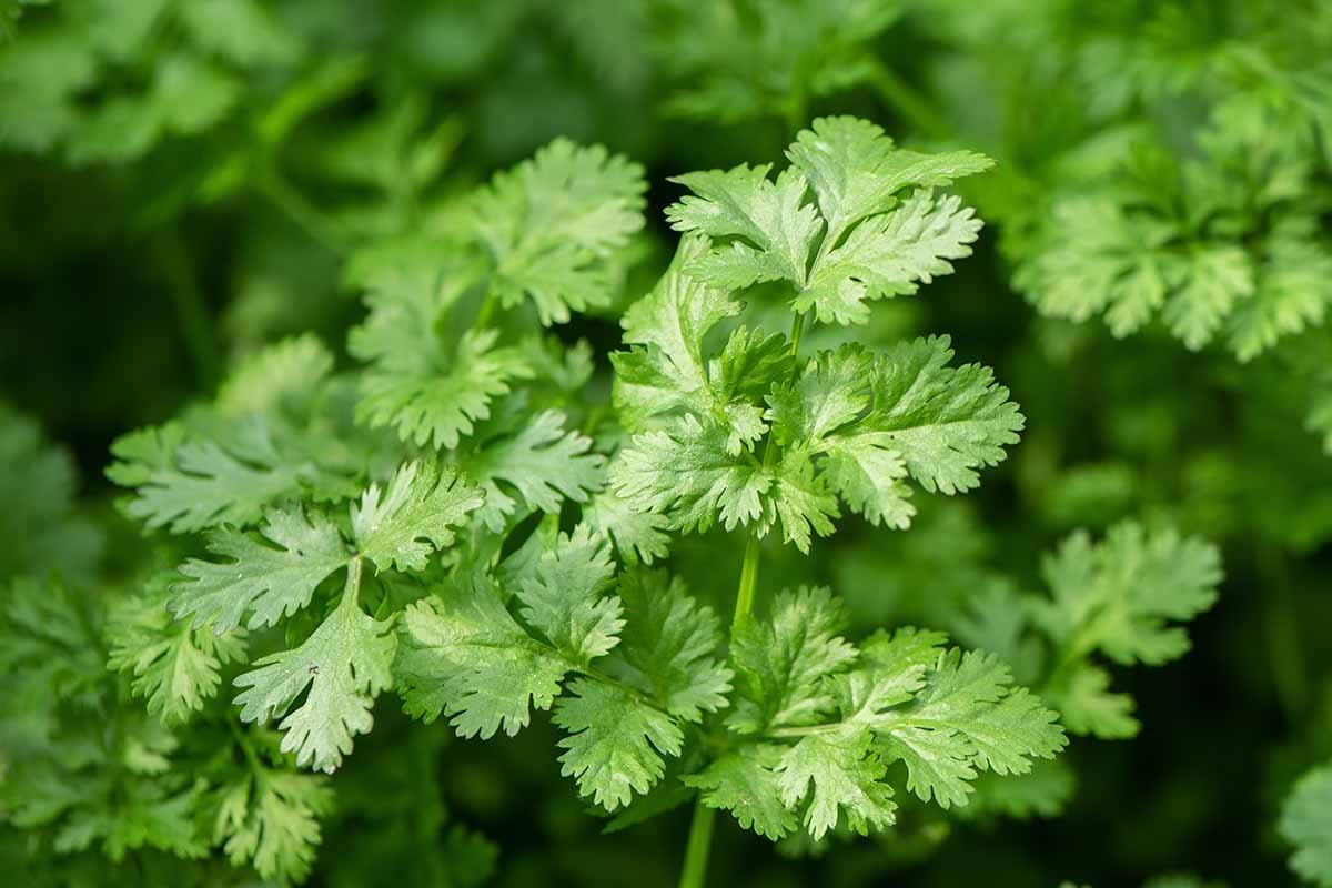 19 of the Best Types of Cilantro | Gardener's Path
