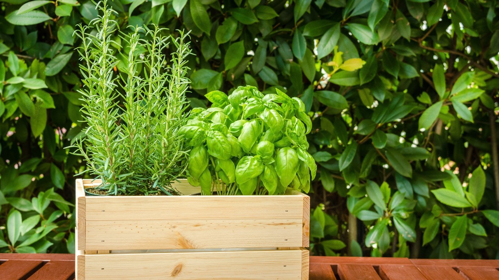 Can You Plant Basil and Rosemary Together?