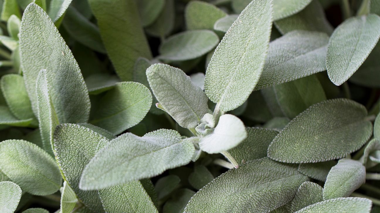 12 Health Benefits and Uses of Sage