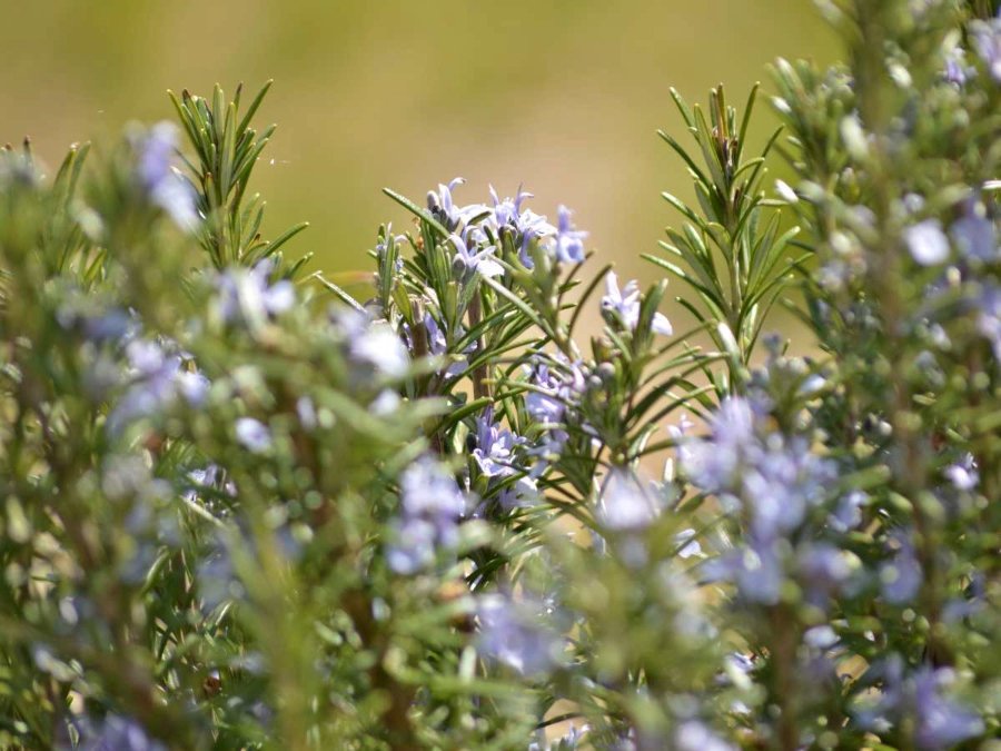 Rosemary: The Versatile Herb for Culinary and Wellness - Bannari Amman  Institute of Technology