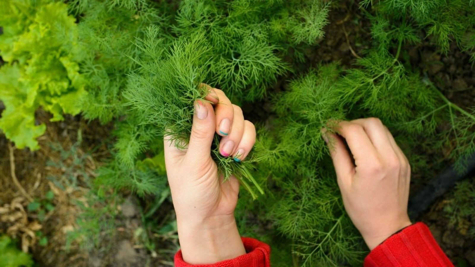 How to Plant, Grow, Care For, and Harvest Dill