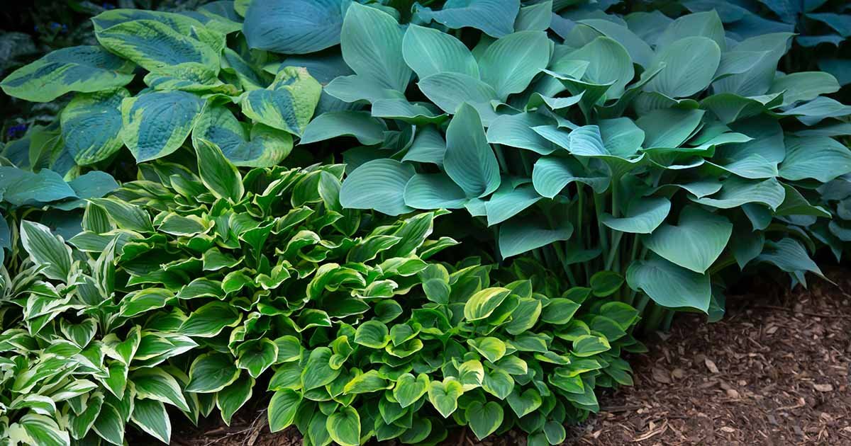 How to Grow and Care for Hostas (Plantain Lilies) | Gardener's Path