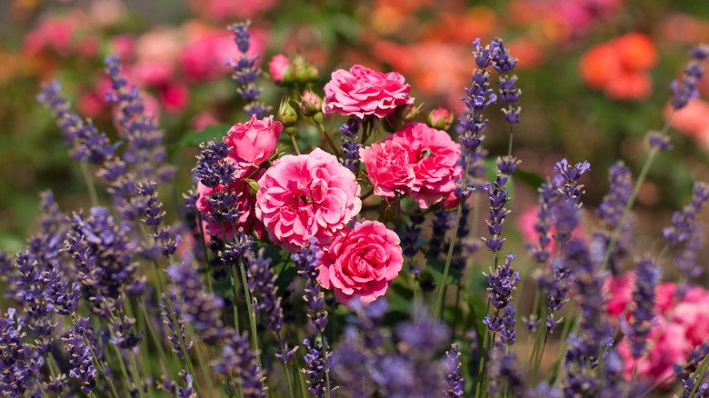 The Added Benefits Of Planting Roses Next To Lavender