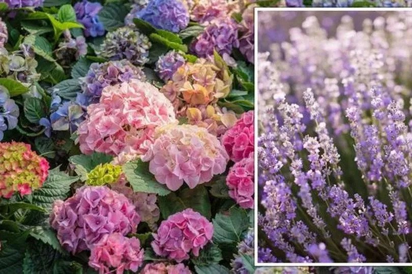 Gardening expert warns which plants to keep 'far away' from hydrangeas
