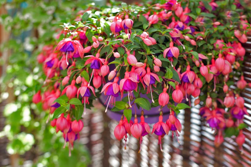 Fuchsia: How to Grow and Care with Success