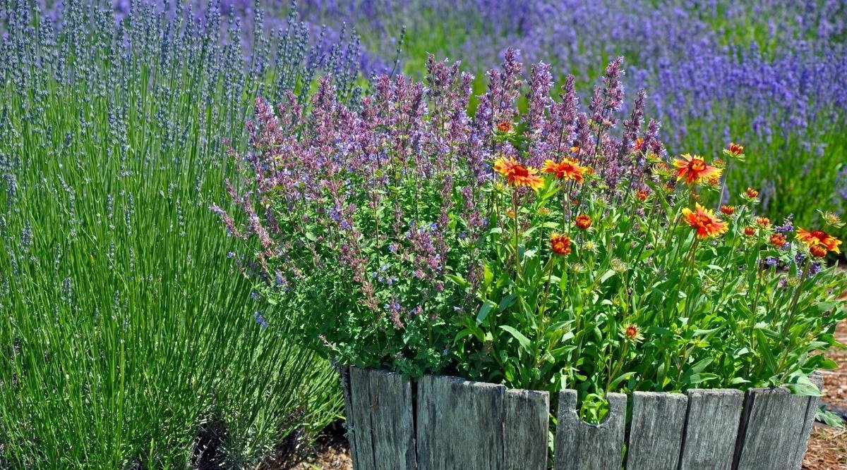 15 Lavender Companion Plants for Maximum Blooms